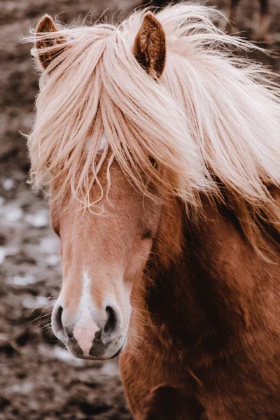 Los caballos islandeses pastan en el campo. Primer plano. Hermoso pelo rojo y largo shaggy bang . — Foto de Stock