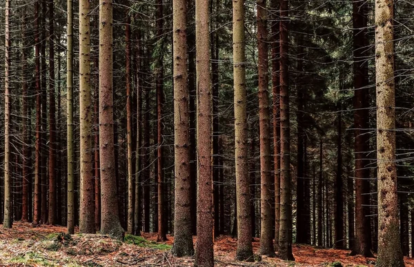 Pine trees and trunks in autumn forest. Stock Photo