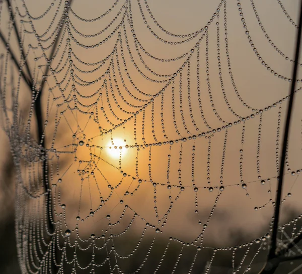 Spider Web Dew Dawn — Stock Photo, Image