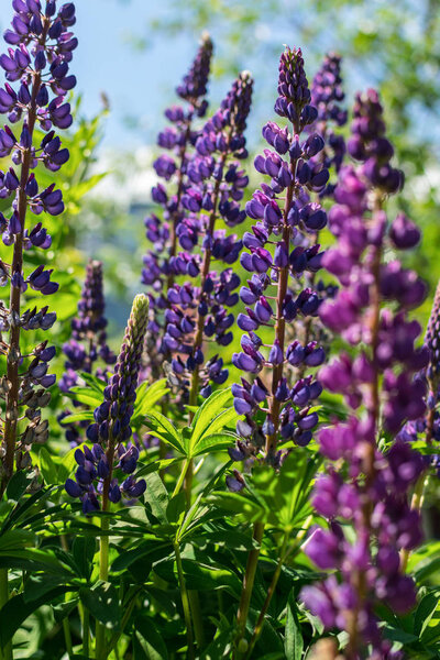 fresh lupines flowers in morning 