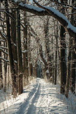 orman boyunca kayak parça