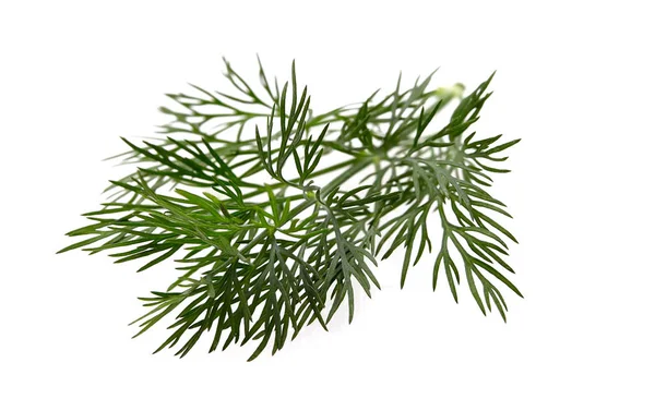 Fresh Dill Isolated Wite Background — Stock Photo, Image