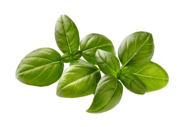 Fesleğen yaprakları yakın planda