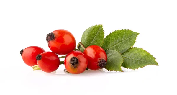 Rosa Mosqueta Con Hoja Aislada — Foto de Stock