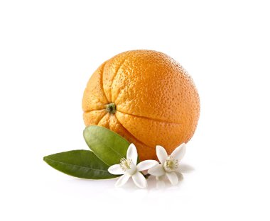 Orange yaprakları ve beyaz arka plan üzerinde çiçeği ile