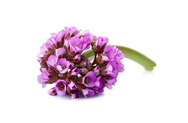 Pembe çiçek bergeneni (fil kulağı da denir) yakın çekim görünümü,