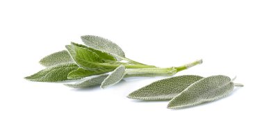 Adaçayı beyaz arka plan kesim izole bırakır. Stüdyoya yakın