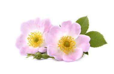 Beyaz arka planda yaprakları ile kuşburnu çiçekleri. Bitkisel ilaç