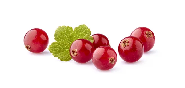 Frescas bayas de grosella roja con hoja sobre fondo blanco — Foto de Stock