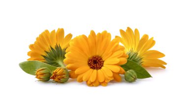 Calendula. Beyaz yapraklı çiçekler.