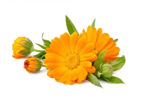 Caléndula Flores Con Hojas Aisladas Sobre Fondo Blanco Fotos de stock