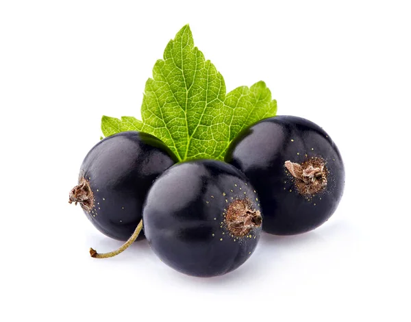 Schwarze Johannisbeeren Mit Blatt Auf Weißem Hintergrund Stockbild