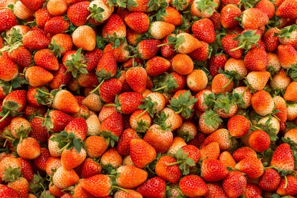 Group of fresh organic strawberry macro. Fruit background