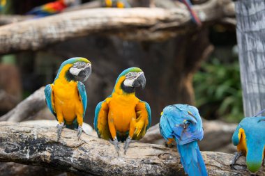 Hayvanat bahçesinde kereste üzerinde durabilen portre renkli kırmızı Amerika papağanı papağan.