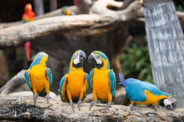 Hayvanat bahçesinde kereste üzerinde durabilen portre renkli kırmızı Amerika papağanı papağan.