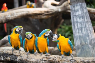 Hayvanat bahçesinde kereste üzerinde durabilen portre renkli kırmızı Amerika papağanı papağan.