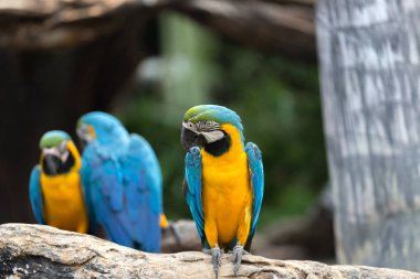 Hayvanat bahçesinde kereste üzerinde durabilen portre renkli kırmızı Amerika papağanı papağan.