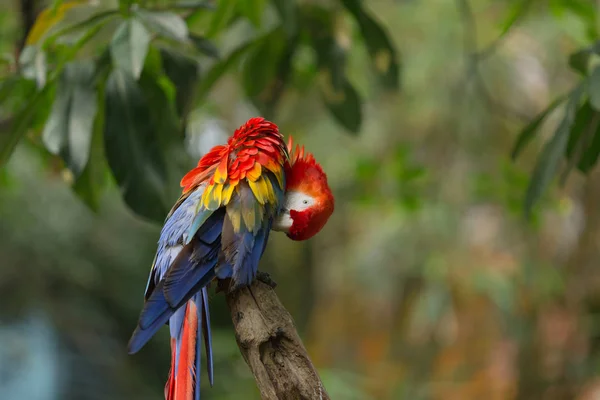 Ritratto Pappagallo Scarlatto Colorato Legno Nello Zoo — Foto Stock