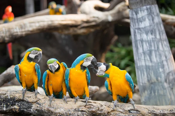 Hayvanat bahçesinde kereste üzerinde durabilen portre renkli kırmızı Amerika papağanı papağan.