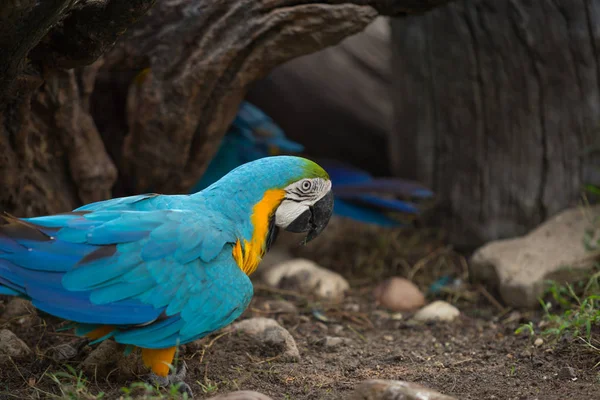 Ritratto Pappagallo Scarlatto Colorato Legno Nello Zoo — Foto Stock