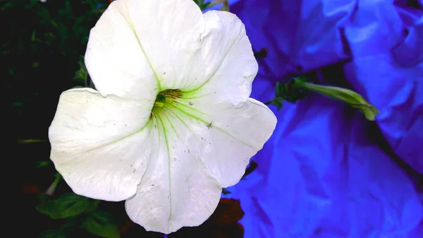 Belo Verão Flores Petúnias Brilhantes — Fotografia de Stock