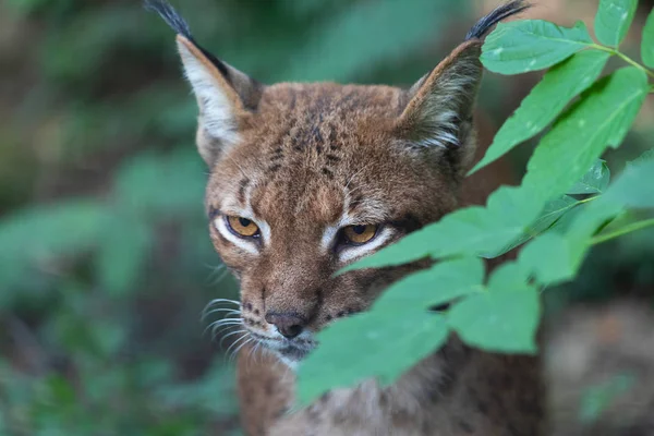 Close Retrato Lince Eurasiático Selvagem Lynx Lynx Escondido Atrás Folhas — Fotografia de Stock