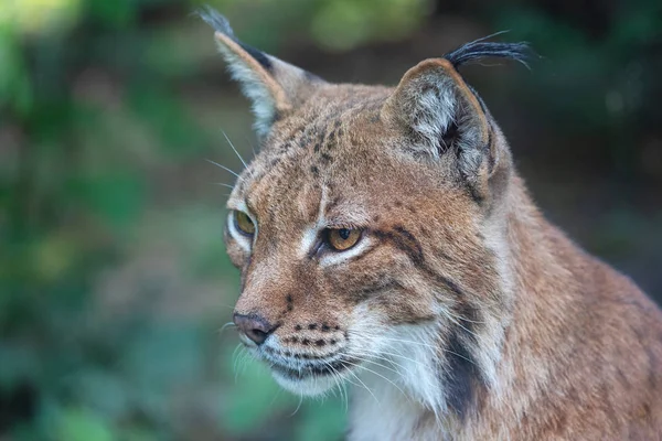 Retrato Principal Lince Eurasiático Selvagem Lynx Lynx — Fotografia de Stock