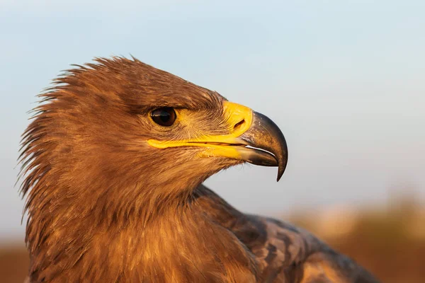 Golden eagle head. Portrait of golden eagle (Aquila chrysaetos) falcon. Beautiful detailed portrait of bird of prey