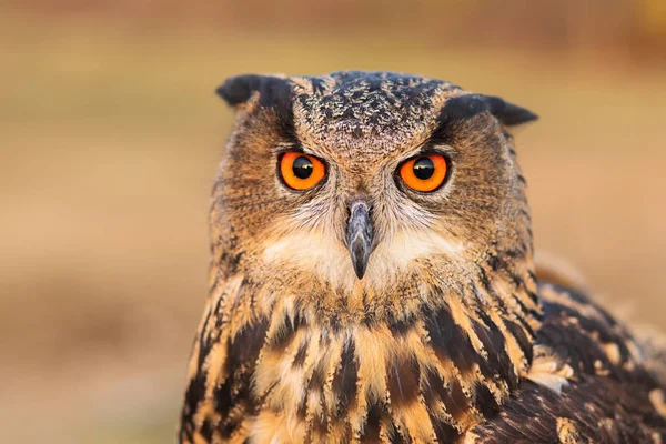 Eurasian Eagle Owl Closeup Portrait Eagle Owl Owls Birds Order — Stock Photo, Image