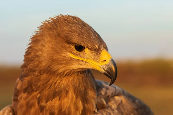 Golden eagle head. Portrait of golden eagle (Aquila chrysaetos) raptor. Closeup beautiful detailed portrait of bird of prey
