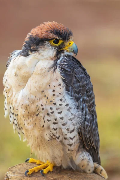 Lannervalk Falco Biarmicus Zittend Meld Zoek Naar Prooi Prachtige Roofvogels — Stockfoto