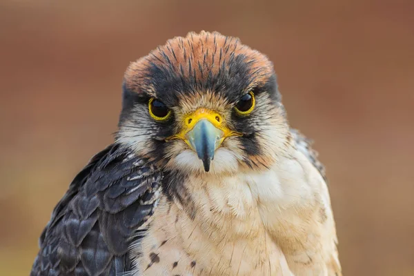 Lanner Falke Falco Biarmicus Nahaufnahme Porträt Eines Falken Der Die — Stockfoto