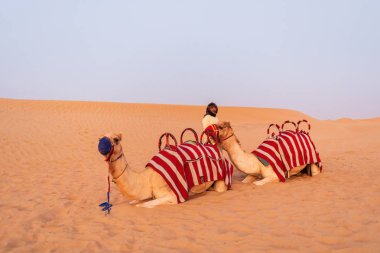 Dubai, Birleşik Arap Emirlikleri - 09 Kasım 2018: Deve karavan Dubai çöl kumulları ile binmek için turistler için bekleyen Arapça adamları ile.