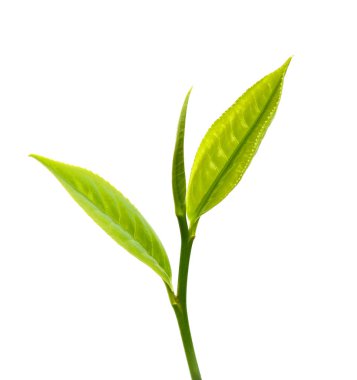 Beyaz arkaplanda yeşil çay yaprağı izole