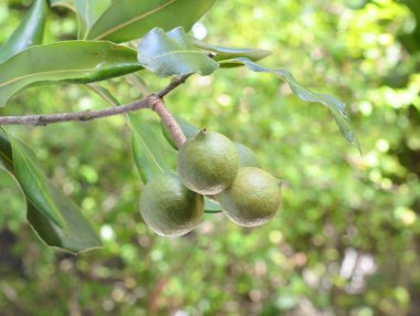 Macadamia fındık ağaç üzerinde asılı