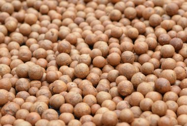 Macadamia arka plan üzerinde