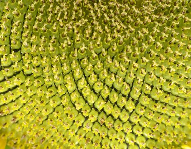 Arka plan ayçiçeği