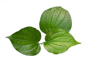 Beyaz arka planda yaban Yaprağı