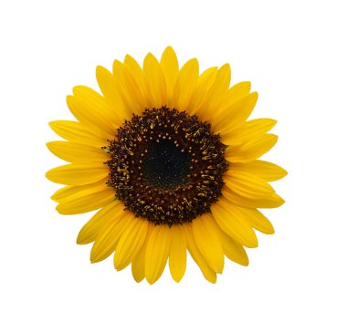 Beyaz arkaplanda izole edilmiş ayçiçeği