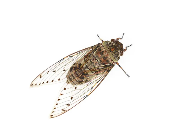 Cicada White Background — Stock Photo, Image