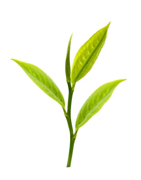 Grünes Teeblatt Isoliert Auf Weißem Hintergrund — Stockfoto