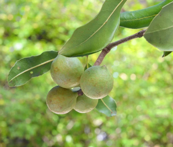 Nueces Macadamia Colgando Árbol —  Fotos de Stock