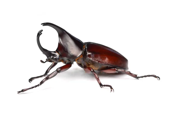 Rhinoceros Beetle Vit Bakgrund — Stockfoto