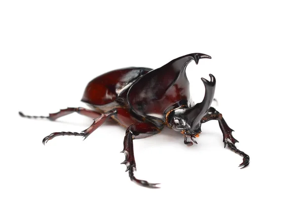 Beyaz Arka Plan Üzerinde Gergedan Böceği — Stok fotoğraf