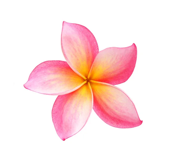 하얀 배경에 고립된 프란 지 파니 꽃 — 스톡 사진