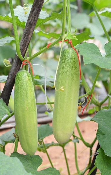 Growing cucumbers in the garden — Stock Photo, Image