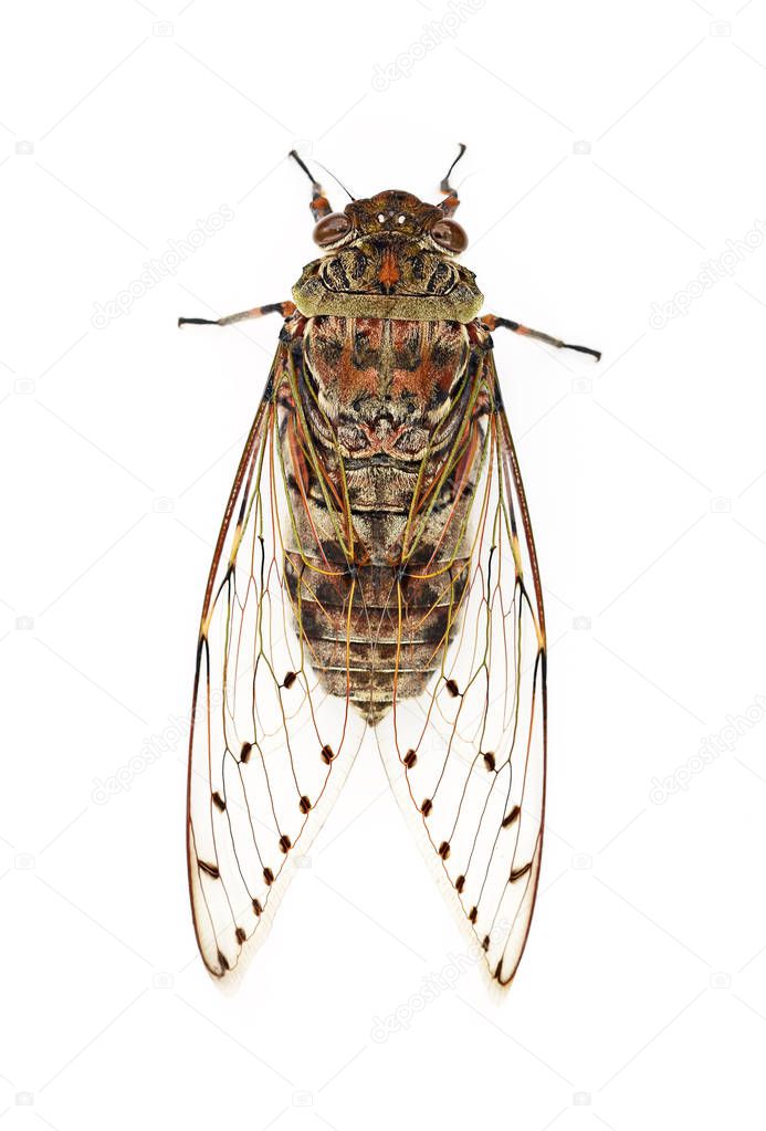 The cicada on white background