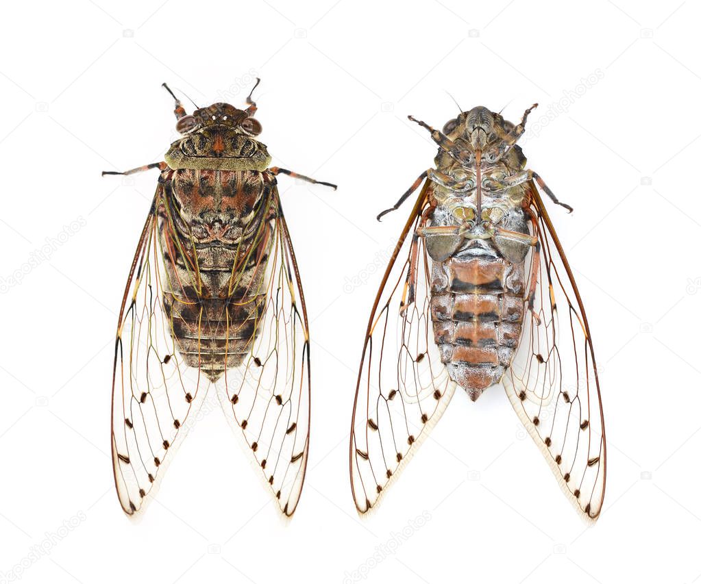 The cicada on white background