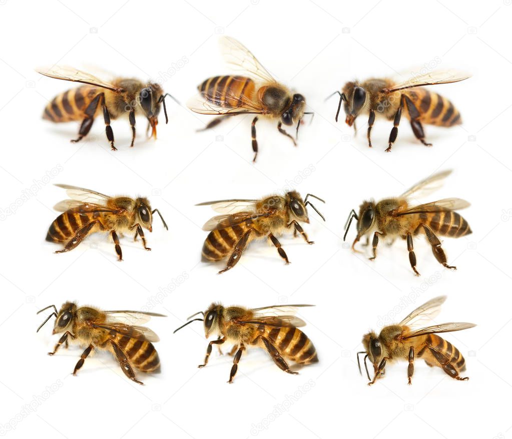 bee isolated on the white background