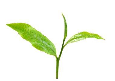 Beyaz arkaplanda yeşil çay yaprağı izole